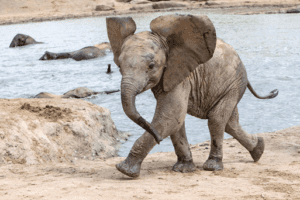 holiday pay it forward The Sheldrick Wildlife Trust 