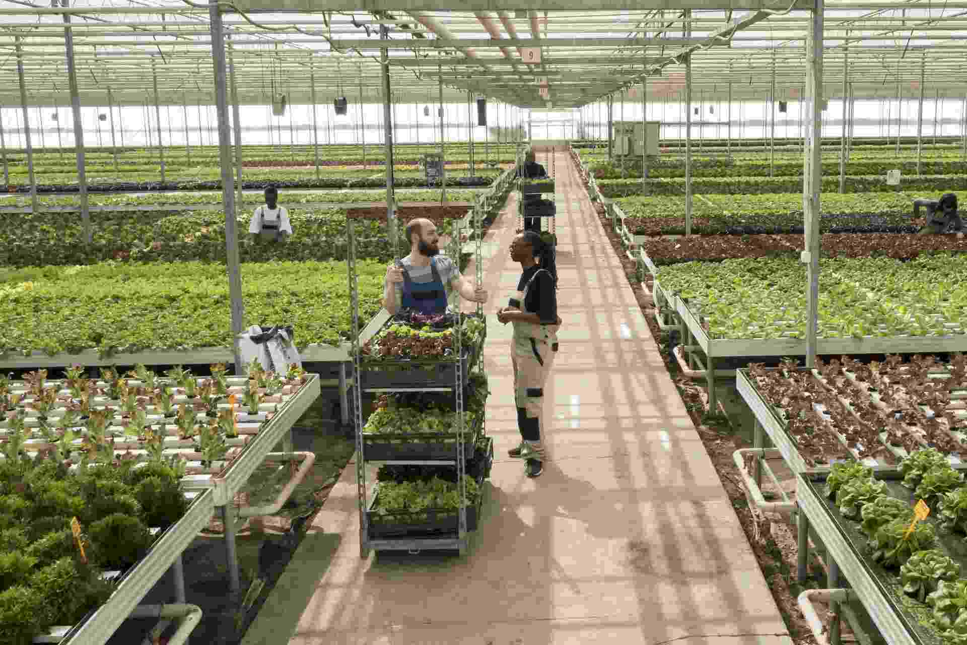 greenhouse supply chain